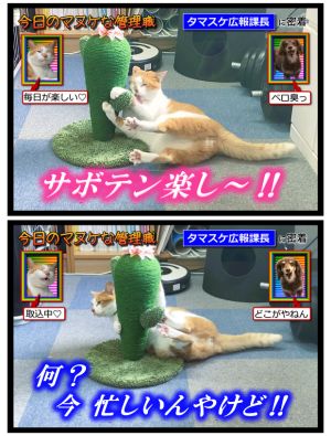 ▲貓咪主管自行訓練中。（圖／Twitter：aokibosai）
