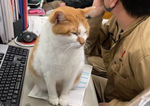 ▲青木防災公司回答，辦公室有貓的日常就是這樣。（圖／Twitter：aokibosai）