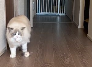 Luna:爸爸媽媽你們在哪裡?為什麼沒有人理我?(圖/TiKTok:rag_lunadoll) ▲Luna:爸爸媽媽你們在哪裡?為什麼沒有人理我?(圖/TiKTok:rag_lunadoll)