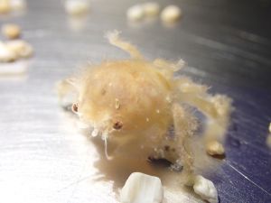 影／海中舉重選手「綿蟹」寶寶誕生！台灣人工繁殖首例

