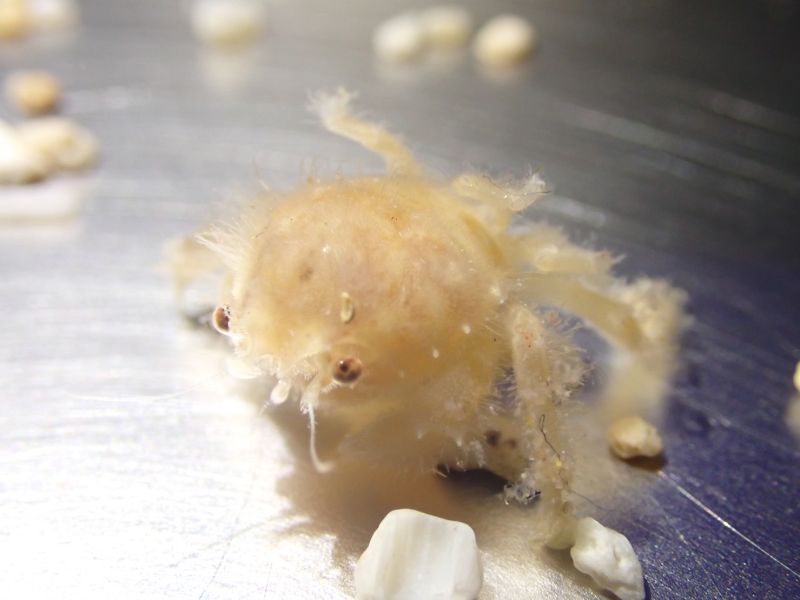 ▲1.5個月大的「綿蟹」寶寶，全身毛茸茸的相當可愛。（圖／海科館提供）