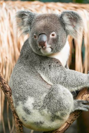 ▲2022年2月，無尾熊在澳洲首都特區、新南威爾斯州和昆士蘭州被正式列為瀕危物種。（圖／臺北市立動物園授權提供）