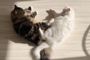 ▲日本網友家的貓咪躺在一塊兒，意外成為一顆心形。（圖／Twitter：meltube_cat）