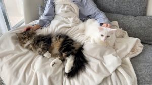 日本推主家養了兩隻貓。(圖/Twitter:meltube_cat) ▲日本推主家養了兩隻貓。(圖/Twitter:meltube_cat)