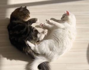 Meru突然伸腿踢向Mao的肚子。(圖/Twitter:meltube_cat) ▲Meru突然伸腿踢向Mao的肚子。(圖/Twitter:meltube_cat)