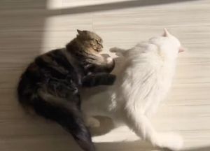 兩隻貓貓的大戰一觸即發!(圖/Twitter:meltube_cat) ▲兩隻貓貓的大戰一觸即發!(圖/Twitter:meltube_cat)