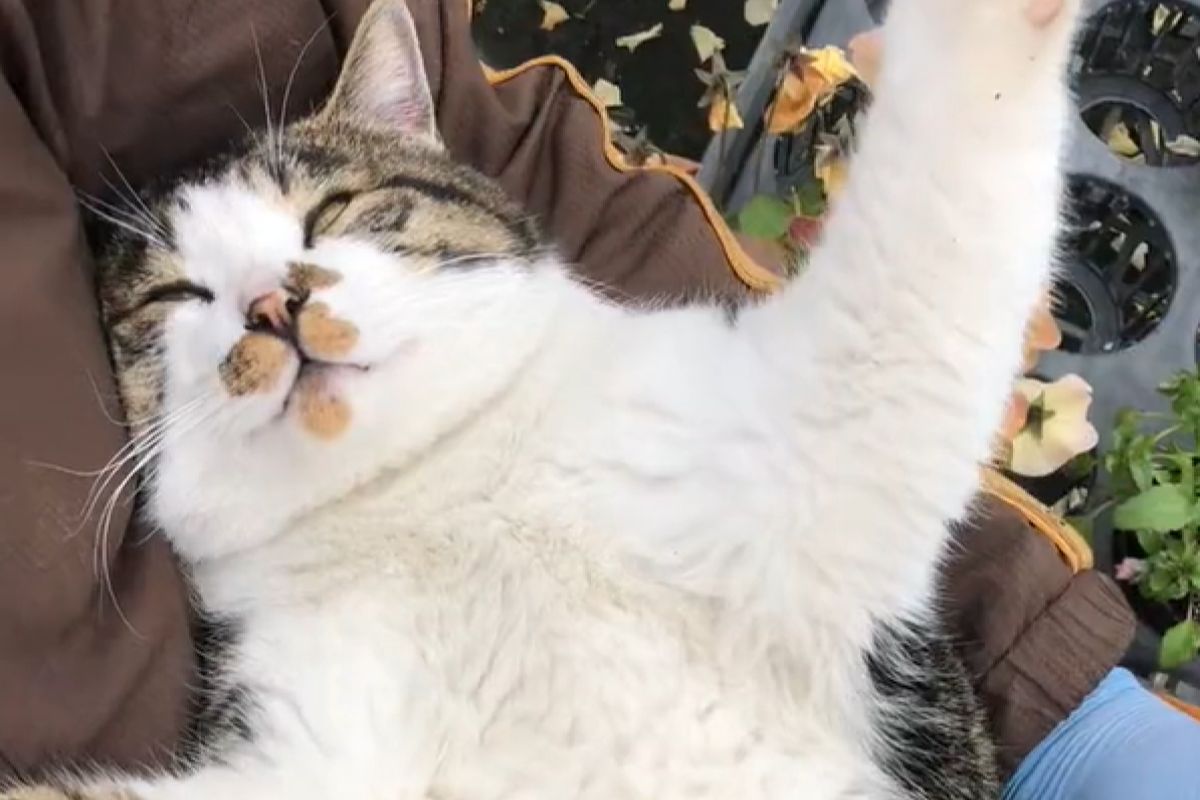 ▲貓咪Mo躺在飼主的大腿中，睡得非常舒適。（圖／Twitter：Noraore1） 