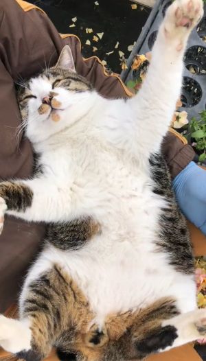 Mo在飼主腿上睡翻。(圖/Twitter:Noraore1) ▲Mo在飼主腿上睡翻。(圖/Twitter:Noraore1)