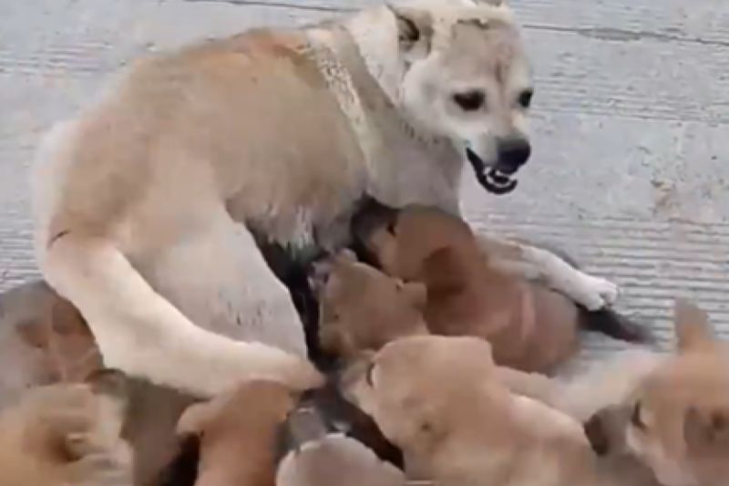 ▲中國湖南一隻中華田園犬生下14隻小狗，自此開始苦難的當媽生活。（圖／微博：欣視頻）