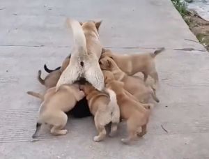 14隻幼犬爭先恐後地衝進狗媽肚子下吸奶。(圖/微博:欣視頻) ▲14隻幼犬爭先恐後地衝進狗媽肚子下吸奶。(圖/微博:欣視頻)