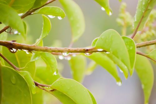 ▲雨水、下雨、節氣、天氣、葉子。（圖／photoAC）