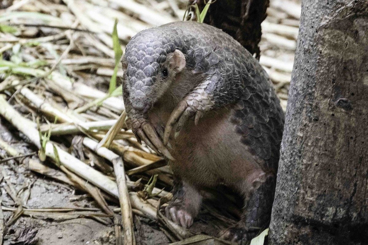 ▲今日為世界穿山甲日（World Pangolin Day）。（圖／臺北市立動物園授權提供）