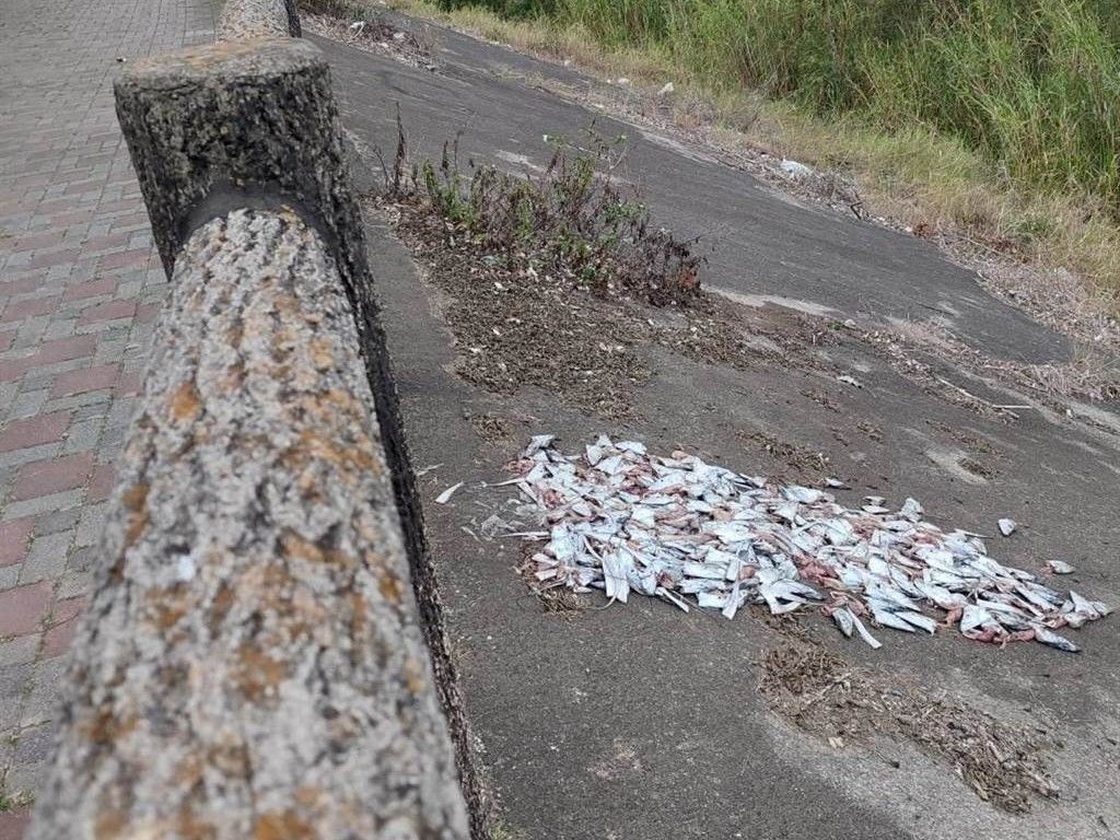 ▲陳男日前在台中市太平區1處河堤旁，棄置上百顆白帶魚頭。（圖／翻攝畫面）