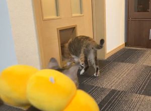 ▲平常Totomaru可以跟同伴一起穿過貓門。（圖／Twitter：totomaru_hanmi）