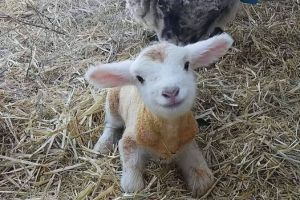 「剛出生15分鐘」小羊萌出新高度！趴地對鏡頭亮迷人微笑
