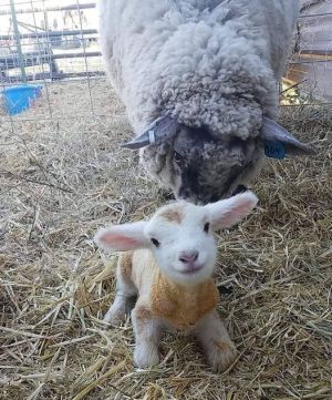 ▲羊媽媽在後面守護著小羊，相信牠一定健康成長了。（圖／Reddit：man_with_big_boobs）