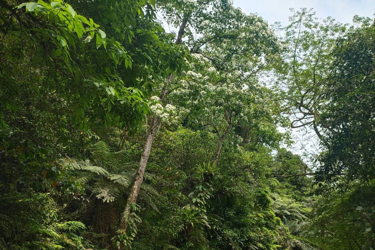 ▲新北市新店區一位男子，今（21）日下午1點多，獨自爬雞心尖山時不慎跌倒受傷，男子報案求助，消防人員展開搜索救援。（示意圖／翻攝自雞心尖臉書）