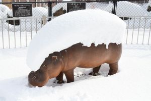 ▲安佐動物公園內的河馬被雪覆蓋住整個背部。（圖／Twitter：asa_zoo）