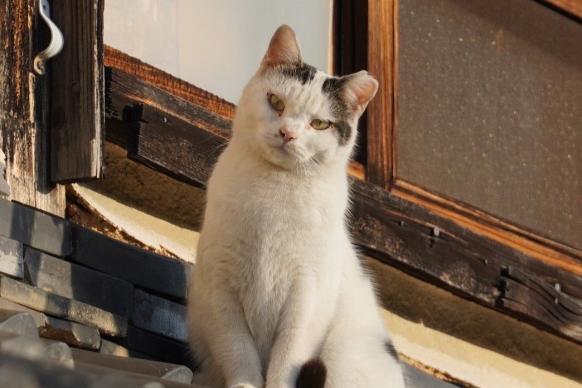 ▲日本推主在和歌山縣旅行，走小巷時被「地頭貓」瞪視。（圖／Twitter：roji_shi）