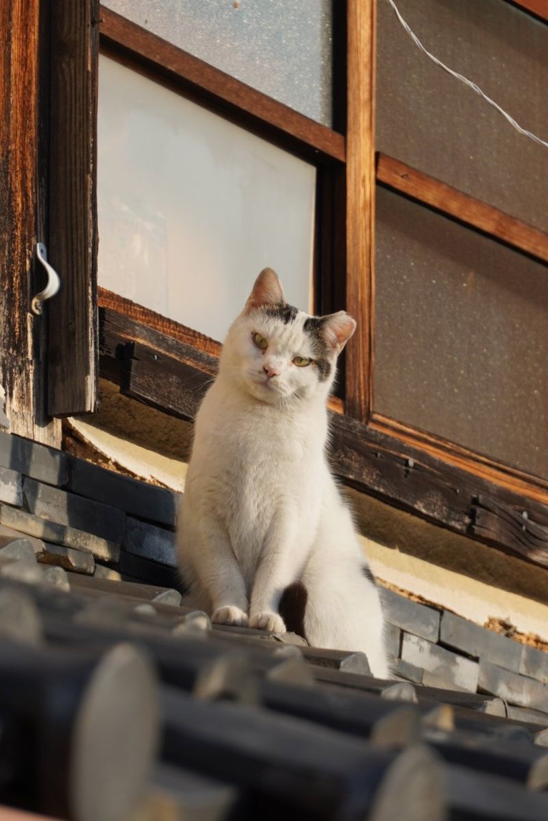 ▲地頭貓在屋頂上盯著推主經過。（圖／Twitter：roji_shi）