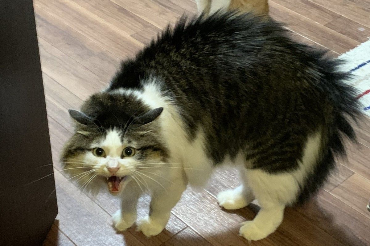 ▲日本推主家的貓咪因為迪士尼的圍巾而嚇壞。（圖／Twitter：hide_pau）