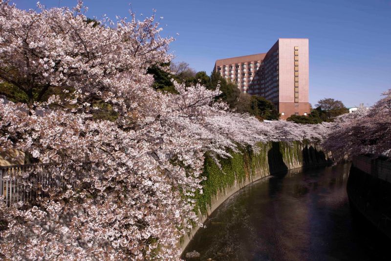 ▲每逢三、四月是櫻花綻放的時機，不論台灣日本都有賞櫻的好去處。（圖／Booking.com提供）