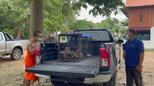 泰國獵猴集團橫行！猴子賣去做補品、實驗　每隻賺10萬銖
