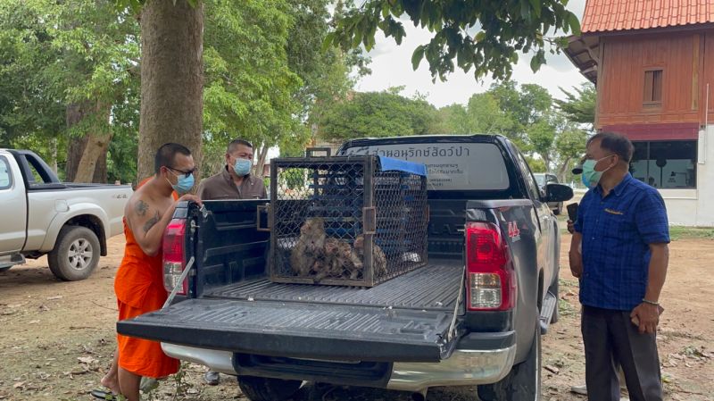 ▲泰國近來盜獵猴子事件頻傳。（圖／翻攝自dnp網站）