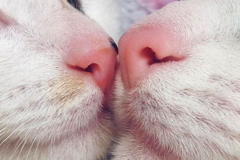 ▲該名飼主著迷於愛貓的鼻子和嘴巴。（圖／Instagram： alexthecat.14）