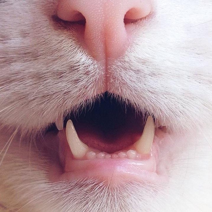 ▲飼主樂於拍攝Alex可愛的小鼻子和嘴巴。（圖／Instagram： alexthecat.14）