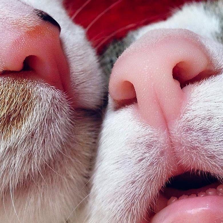 ▲貓咪嘴邊的根根細毛也格外可愛。（圖／Instagram： alexthecat.14）