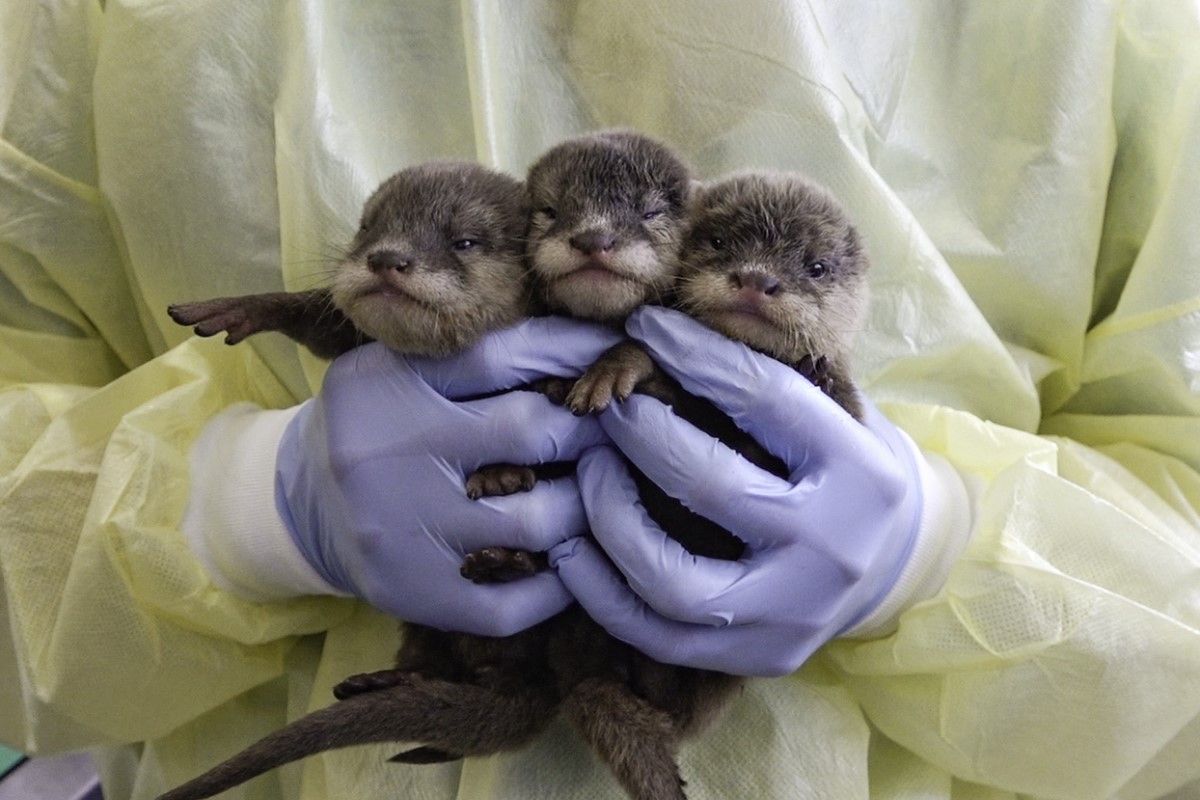 ▲媽媽「蜜香」是109年被走私查緝的水獺寶寶之一。（圖／臺北市立動物園授權提供）