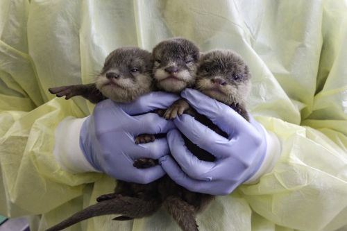 凍漲超過30年!北市動物園保育員「薪資有望達4萬」