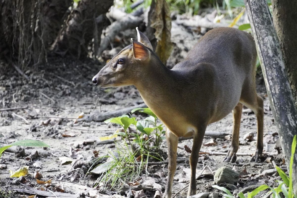 ▲遇到任何野生動物時，即使我們感到再驚喜，都應該盡可能地與牠們保持適當距離。（圖／臺北市立動物園授權提供）