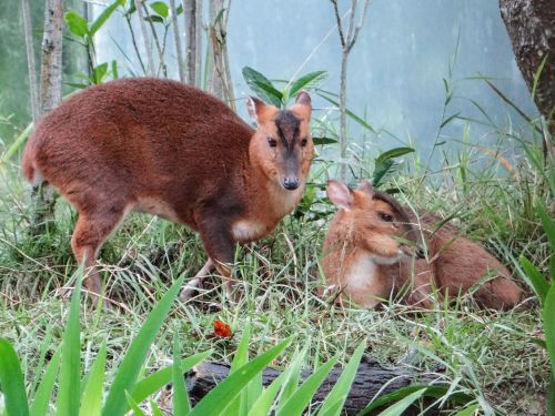 ▲山羌是台灣鹿科動物中體型最小的一種。（圖／臺北市立動物園授權提供）