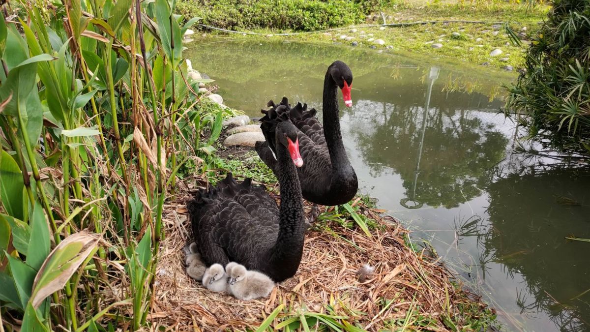 ▲中市秋紅谷景觀生態公園5隻黑天鵝寶寶陸續破殼而出(圖／建設局提供2023.2.23)