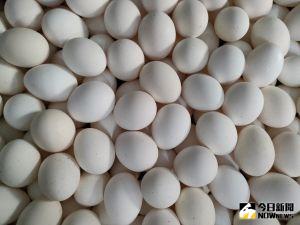 雞蛋日缺最高80萬顆　陳吉仲：專案進口500萬顆
