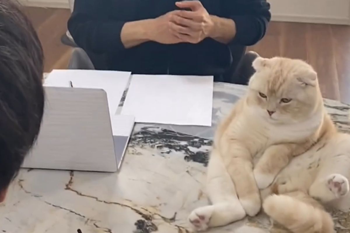 ▲蘇格蘭摺耳貓「Hauru」在公司面試求職者時，突然爬到桌子上賣萌。（圖／Instagram：howl0420）