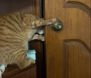 ▲喵喵站在門前的櫃子上開門。（圖／AP+ Newsflare）