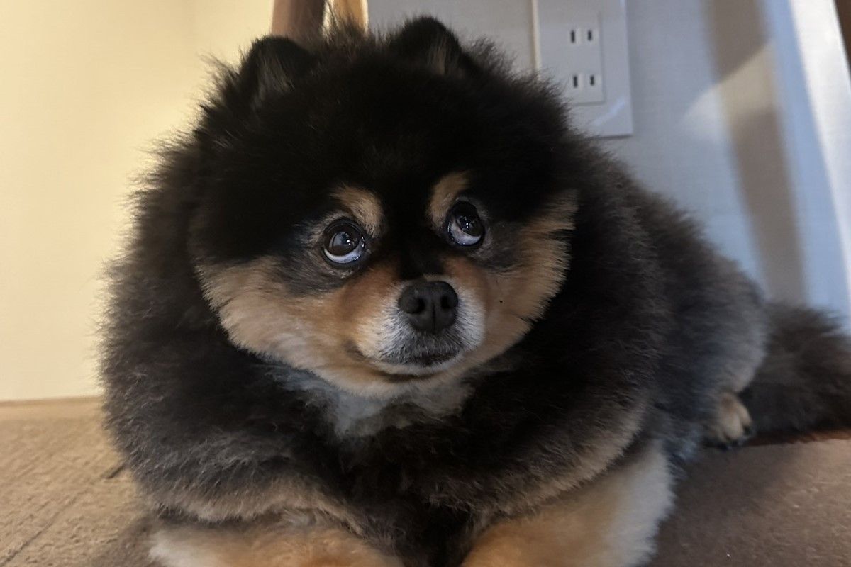 ▲日本這隻狗狗表情豐富，令人不禁想讀懂其中含意。（圖／Twitter：kyabetubatake）