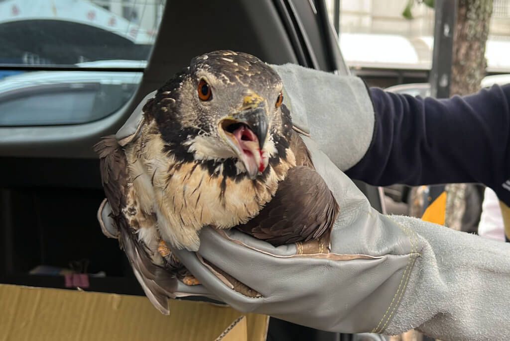 ▲林姓女子17日和24日分別在台東縣大武鄉產業道路各救起1隻落難的東方蜂鷹幼鳥，緊急送交安置。經獸醫師檢查發現，2隻幼鳥竟然都遭人為拔除單翅飛羽。圖為林女24日所救幼鳥。（圖／中央社記者盧太城台東攝 112年2月24日）