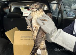 ▲林姓女子17日和24日分別在台東縣大武鄉產業道路各救起1隻落難的東方蜂鷹幼鳥，緊急送交安置。經獸醫師檢查發現，2隻幼鳥竟然都遭人為拔除單翅飛羽。圖為林女24日所救幼鳥。（圖／中央社記者盧太城台東攝 112年2月24日）