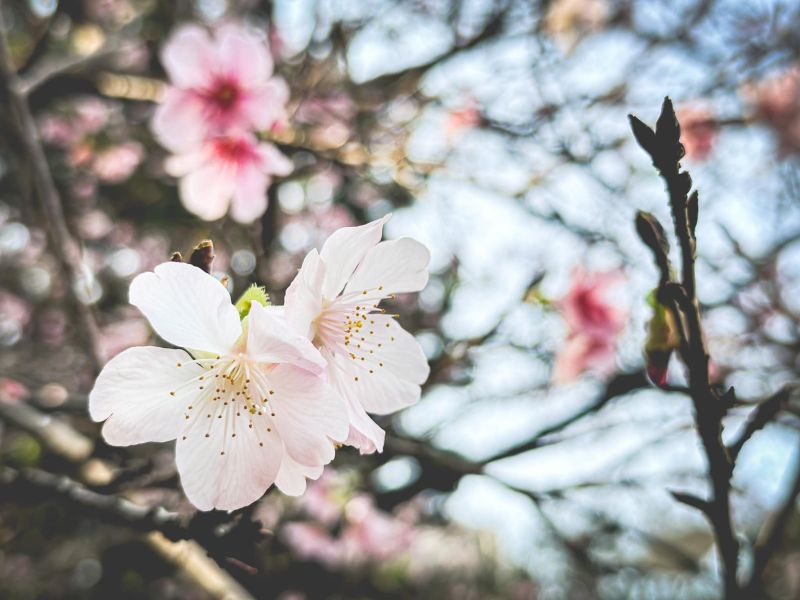 ▲228連假出遊，把握櫻花季尾聲，即便只是路邊一顆樹，掌握手機拍攝技巧也能拍出絕美照。（圖／Paddy Chao）