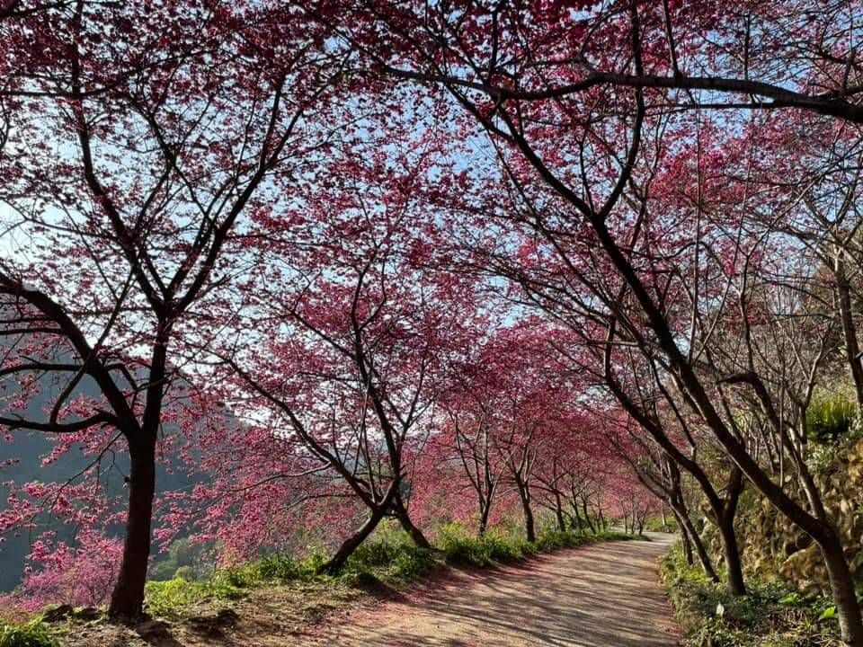 ▲中市新社區適逢櫻花季，每年2、3月10萬株櫻花相繼綻放(圖／經發局提供2023.2.26)