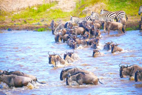 ▲肯亞當地過馬拉河奇景。（圖／佳繽旅遊提供）