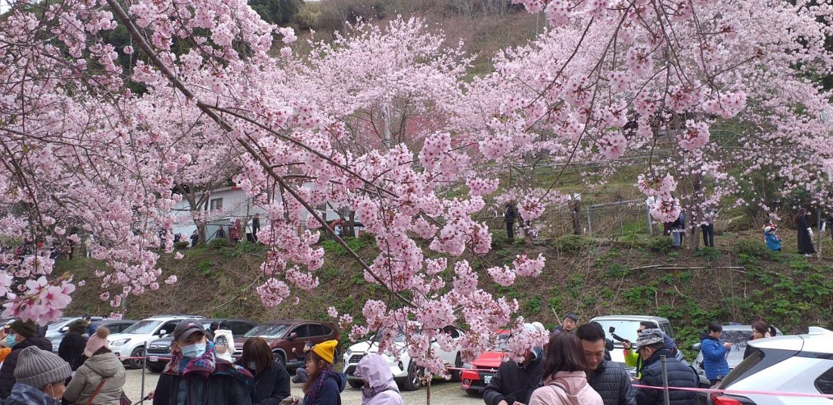 ▲不只九族文化村！拉拉山恩愛農場富士櫻、千島櫻吸引大批遊客擠爆，建議民眾想來朝聖前可先看看燈號警示，才不會浪費時間塞在車陣中喔。（圖／桃園觀旅局提供）