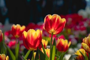 ▲3月可去士林官邸看來自荷蘭及日本的鬱金香也以紅、黃、紫等不同色彩呈現多彩花海。（圖／觀傳局提供）