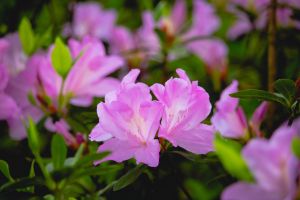 ▲大安森林公園的杜鵑花、陽明山竹仔湖的海芋及繡球花等也將一路從3月至6月相繼盛開。（圖／觀傳局提供）