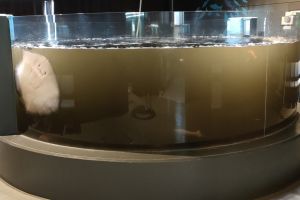 「水質混濁」魟魚貼壁求救!水族館道歉 真實原因引爆笑