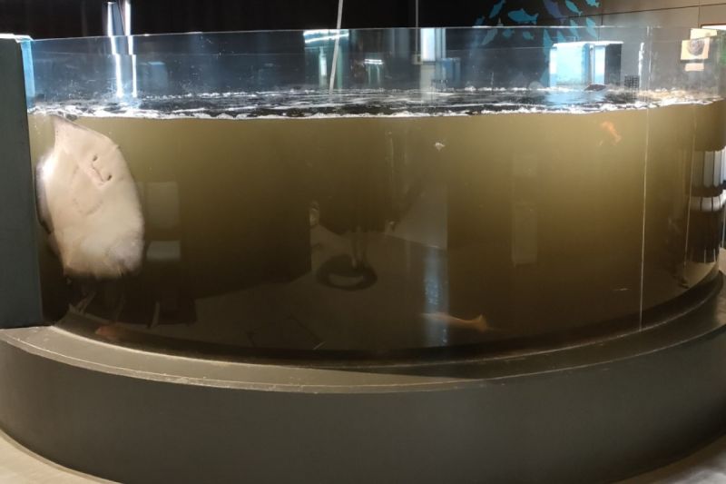 ▲26日上午，室戶廢校水族館其中一缸魚池變得非常汙濁。（圖／Twitter：murosui_kochi）